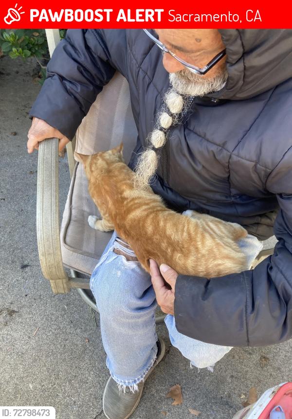 Lost Male Cat last seen Near , Sacramento, CA 95820