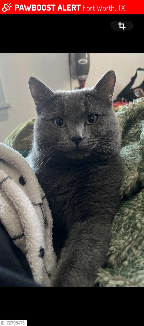 Lost Male Cat last seen Longhorn Lane fortworth Texas 76179, Fort Worth, TX 76179