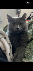 Lost Male Cat last seen Longhorn Lane fortworth Texas 76179, Fort Worth, TX 76179
