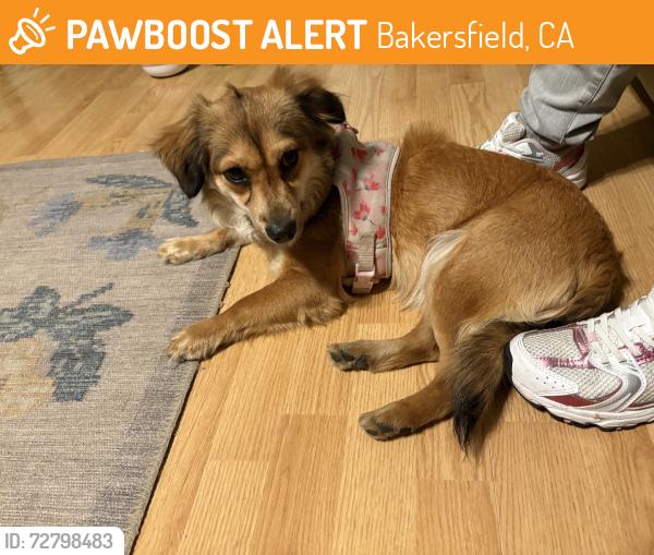 Found/Stray Female Dog last seen Vernt st bakersfield ca, Bakersfield, CA 93307