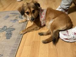Found/Stray Female Dog last seen Vernt st bakersfield ca, Bakersfield, CA 93307