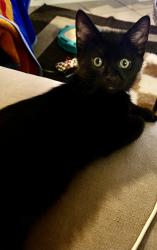Found/Stray Female Cat last seen Oak hurst , Largo, FL 33770