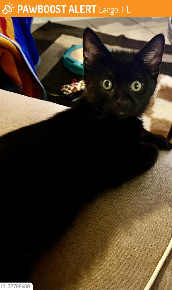 Found/Stray Female Cat last seen Oak hurst , Largo, FL 33770