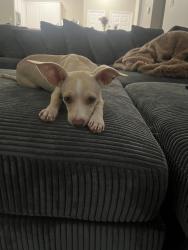Found/Stray Female Dog last seen At St Croix apmts, In Lake Highlands, Dallas, Dallas, TX 75243