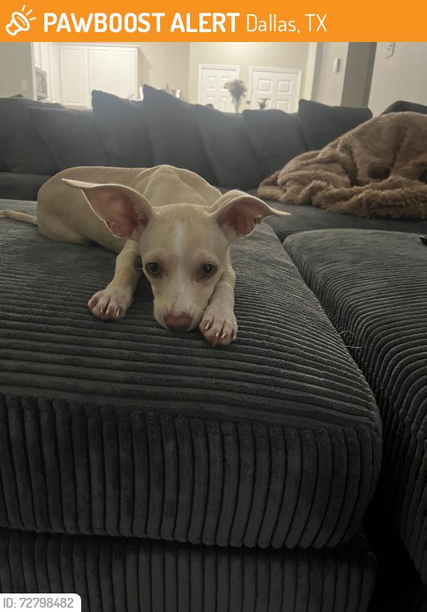 Found/Stray Female Dog last seen At St Croix apmts, In Lake Highlands, Dallas, Dallas, TX 75243