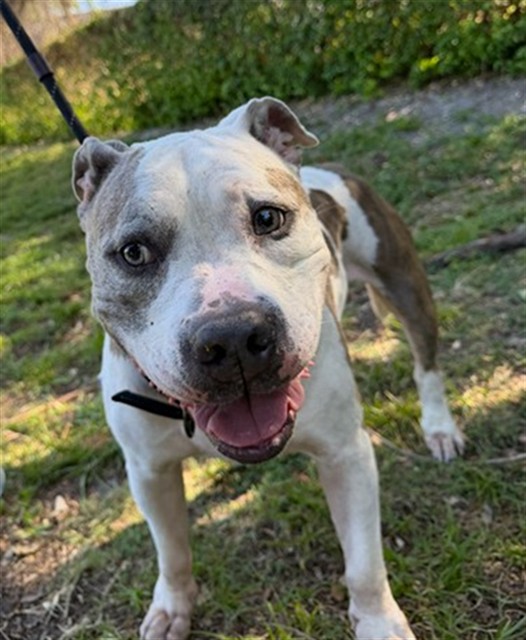 Shelter Stray Female Dog last seen Near BLOCK NW 57 ST, OAKLAND PARK FL 33309, Davie, FL 33312