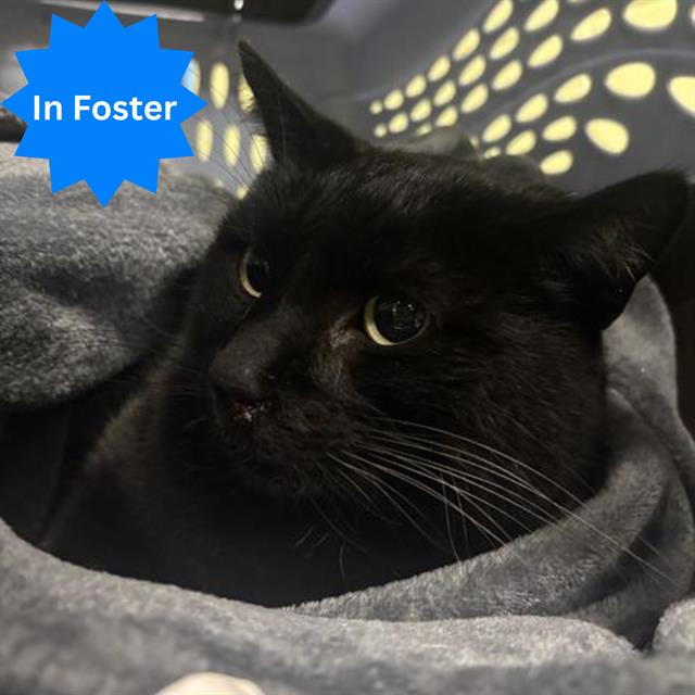 Shelter Stray Male Cat last seen Near , Indianapolis, IN 46221