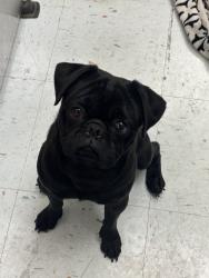 Found/Stray Unknown Dog last seen Lamb and Karen Gave to From Pug With Love Rescue, Las Vegas, NV 89121