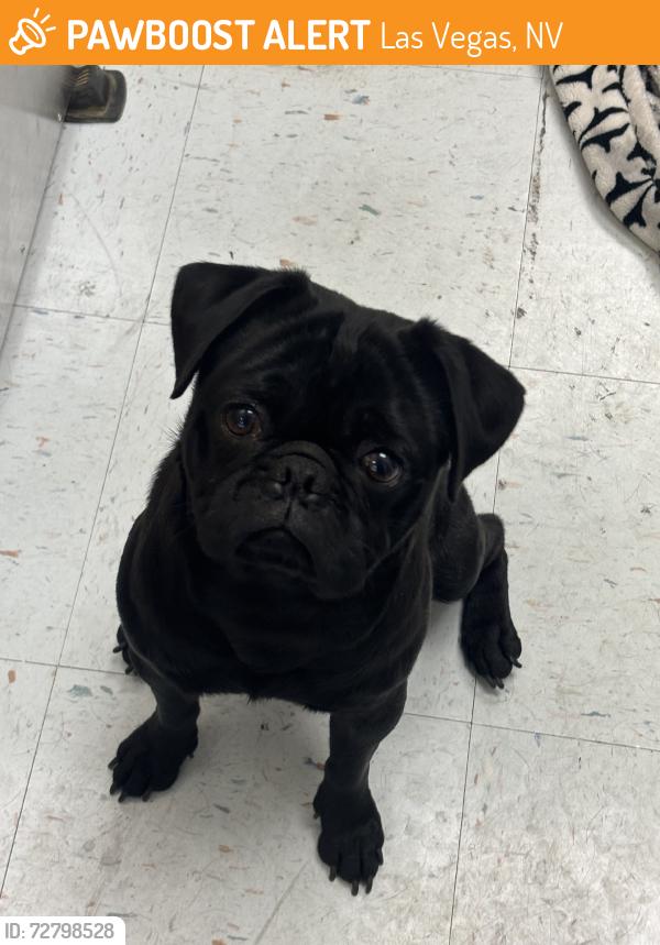 Found/Stray Unknown Dog last seen Lamb and Karen Gave to From Pug With Love Rescue, Las Vegas, NV 89121