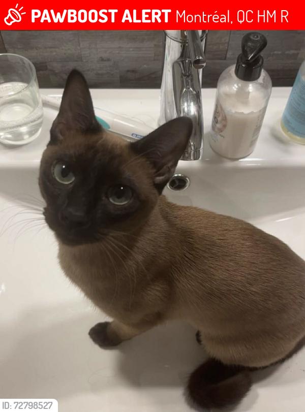 Lost Female Cat last seen Nearest Cross streets Louvain et Papineau , Montréal, QC H2M 2R3