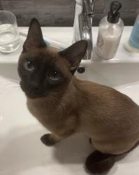 Lost Female Cat last seen Nearest Cross streets Louvain et Papineau , Montréal, QC H2M 2R3