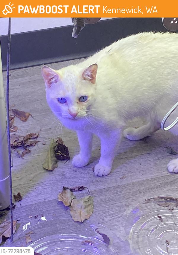 Found/Stray Male Cat last seen Heatherstone apmts Building 1, Kennewick, WA 99336