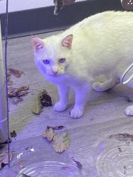 Found/Stray Male Cat last seen Heatherstone apmts Building 1, Kennewick, WA 99336