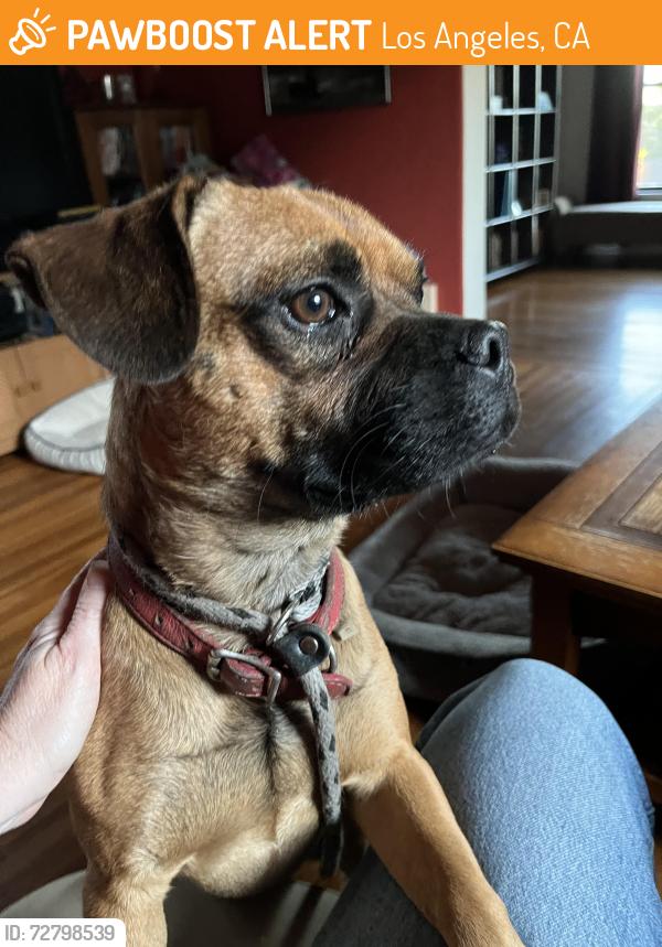 Found/Stray Male Dog last seen West 61st and Buckler , Los Angeles, CA 90043