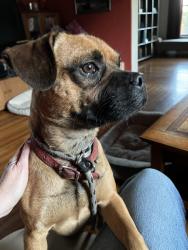 Found/Stray Male Dog last seen West 61st and Buckler , Los Angeles, CA 90043