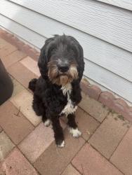 Found/Stray Unknown Dog last seen Monroe Ave and 12th St, Cheyenne, WY 82001