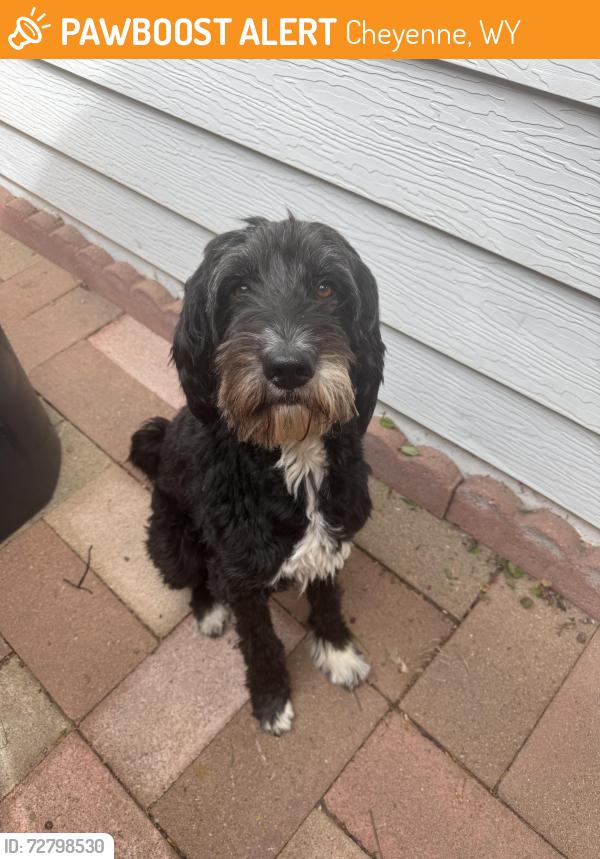 Found/Stray Unknown Dog last seen Monroe Ave and 12th St, Cheyenne, WY 82001