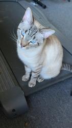 Lost Male Cat last seen angier, Angier, NC 27501