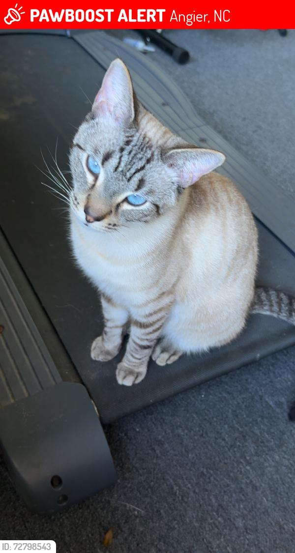 Lost Male Cat last seen angier, Angier, NC 27501