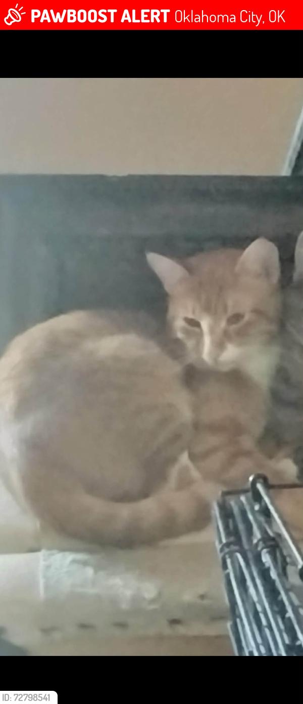 Lost Male Cat last seen I240 and Santa Fe , Oklahoma City, OK 73139