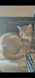 Lost Male Cat last seen I240 and Santa Fe , Oklahoma City, OK 73139