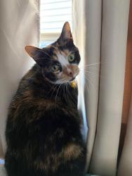 Lost Female Cat last seen Deltona Bay Drive, Spring Hill, FL 34608