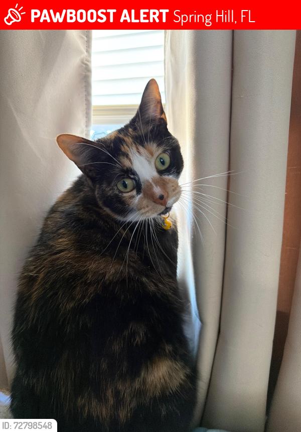 Lost Female Cat last seen Deltona Bay Drive, Spring Hill, FL 34608