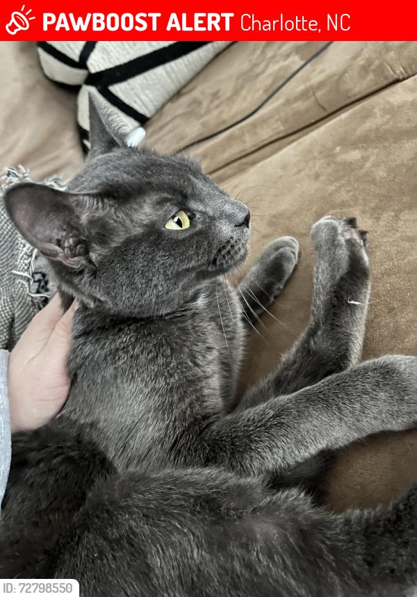 Lost Female Cat last seen Near grand c way , Charlotte, NC 28270