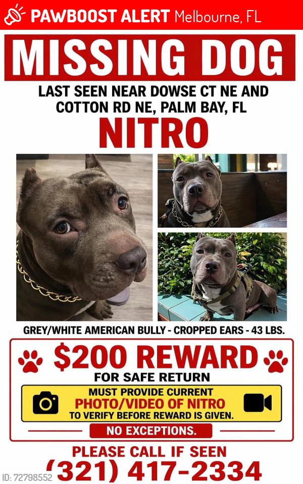 Lost Male Dog last seen Palm Bay Road , Melbourne, FL 32901