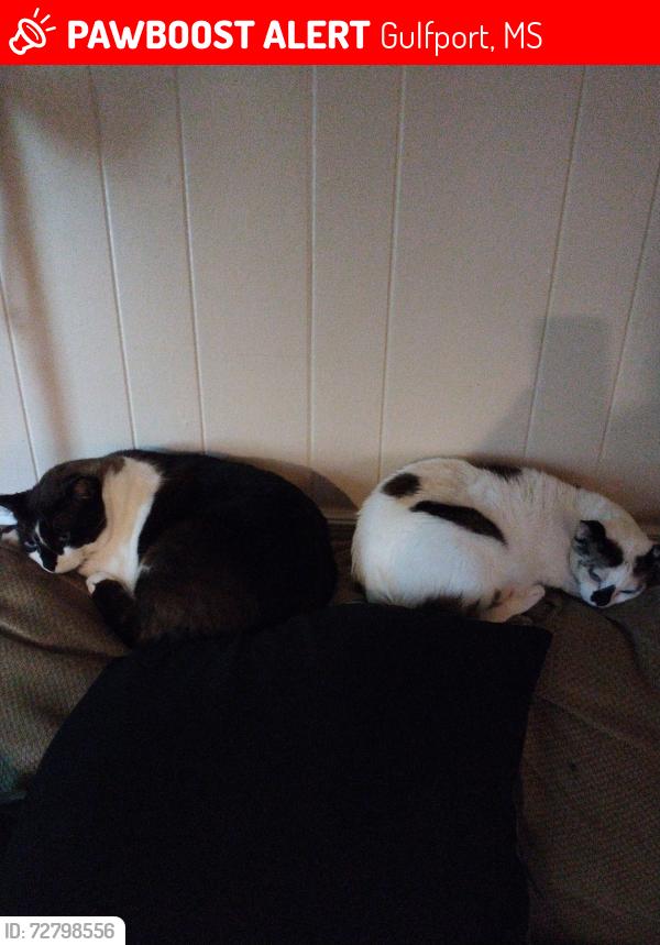 Lost Female Cat last seen Pass Road , Gulfport, MS 39507