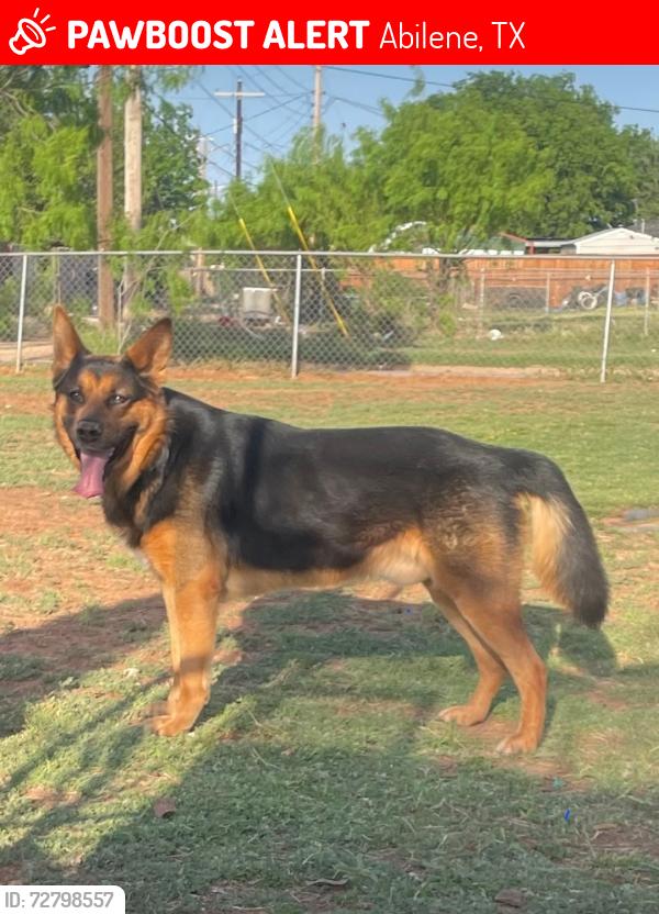 Lost Male Dog last seen Pine/ Impact Area, Abilene, TX 79601