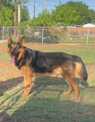 Lost Male Dog last seen Pine/ Impact Area, Abilene, TX 79601