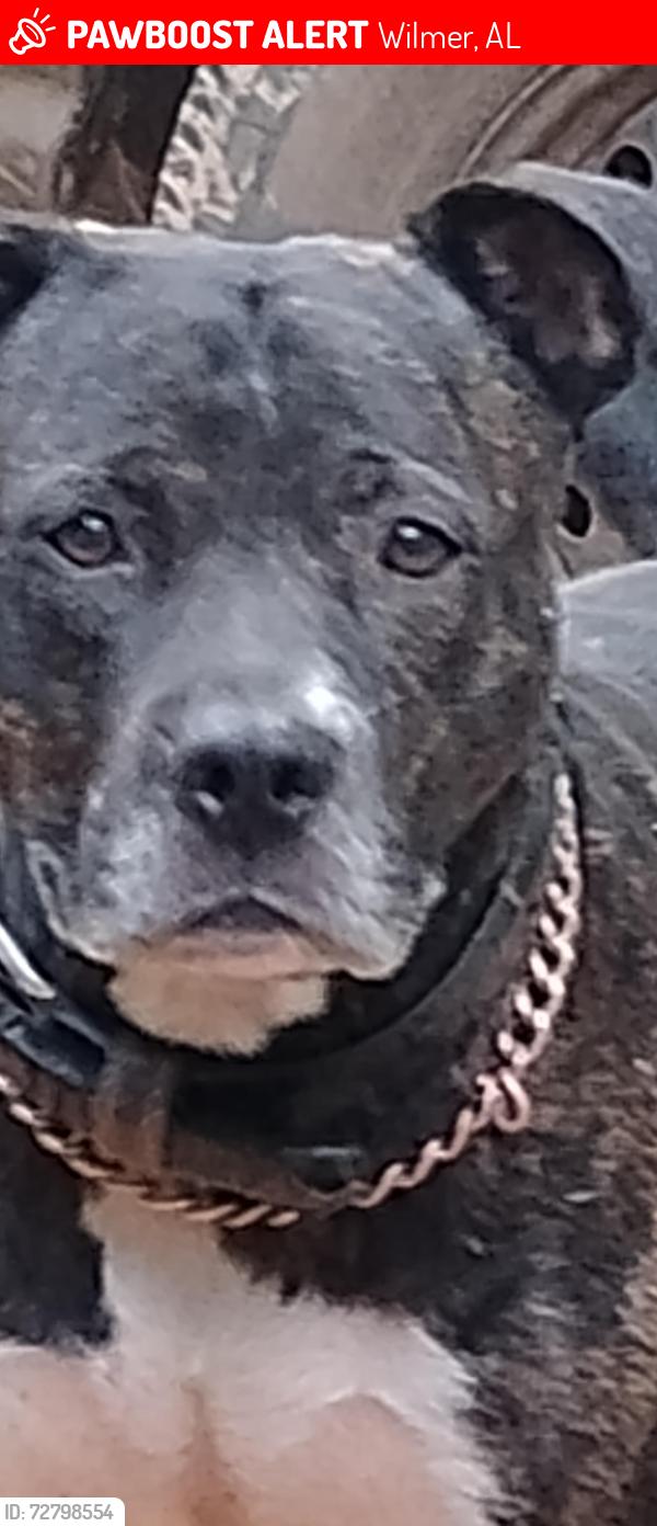 Lost Male Dog last seen Danner rd and orbit circle, Wilmer, AL 36587