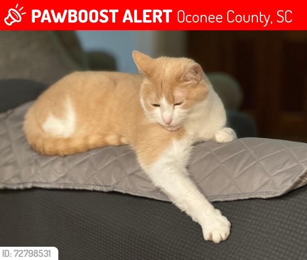 Lost Male Cat last seen Harts Cove Way, Oconee County, SC 29672