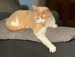 Lost Male Cat last seen Harts Cove Way, Oconee County, SC 29672