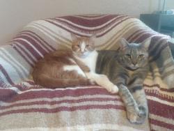 Lost Male Cat last seen 3rd st and Miles Ave, Billings, MT 59101