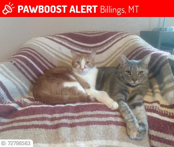 Lost Male Cat last seen 3rd st and Miles Ave, Billings, MT 59101