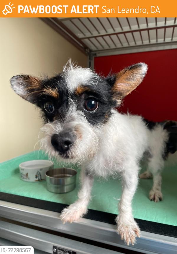 Found/Stray Male Dog last seen Bancroft and Durant, San Leandro, CA 94577