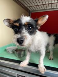 Found/Stray Male Dog last seen Bancroft and Durant, San Leandro, CA 94577