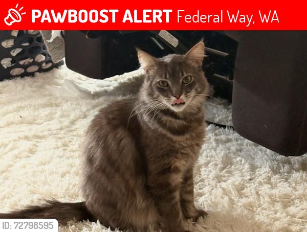 Lost Male Cat last seen Adeilade elementary , Federal Way, WA 98023