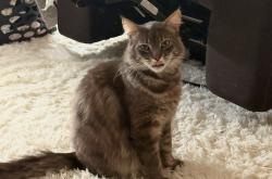 Lost Male Cat last seen Adeilade elementary , Federal Way, WA 98023