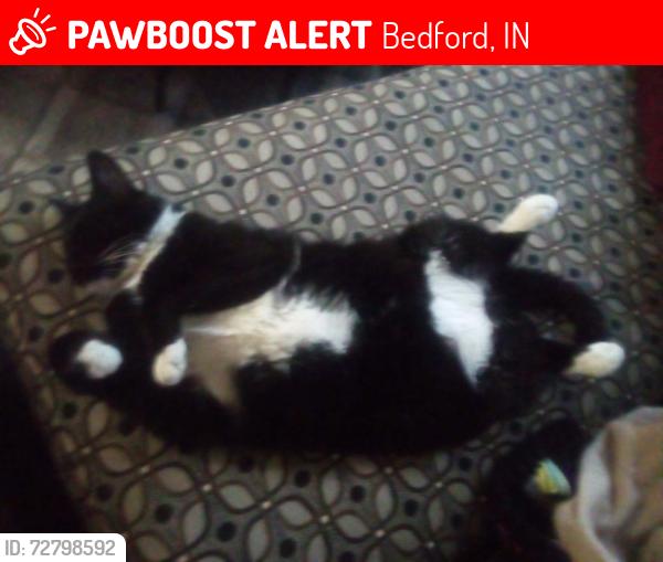 Lost Male Cat last seen By the BMV Bedford in, Bedford, IN 47421