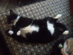 Lost Male Cat last seen By the BMV Bedford in, Bedford, IN 47421