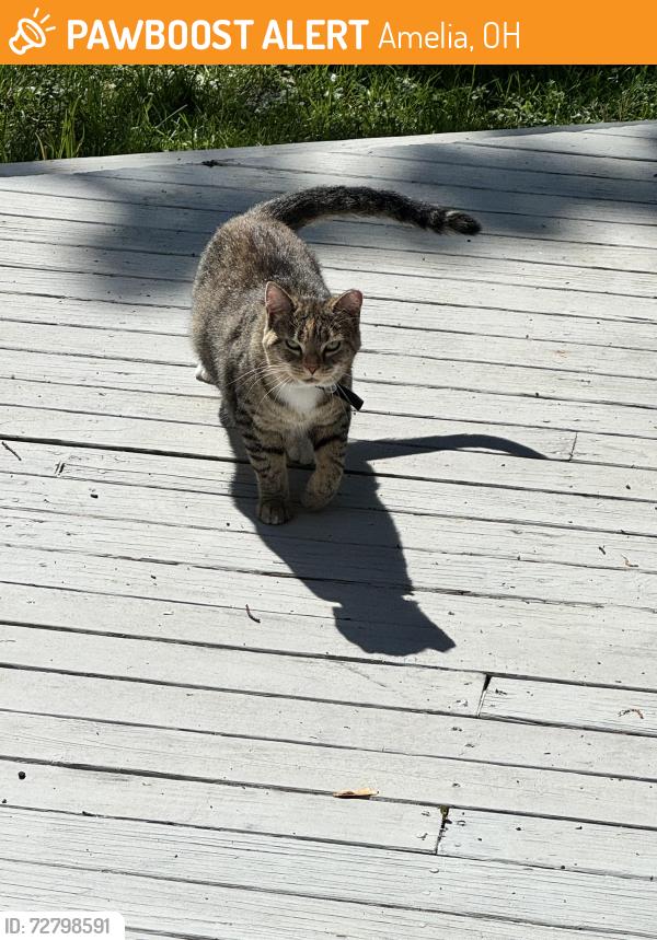 Found/Stray Unknown Cat last seen Judd and Meadow Green Ct, Amelia, OH 45102