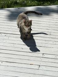 Found/Stray Unknown Cat last seen Judd and Meadow Green Ct, Amelia, OH 45102