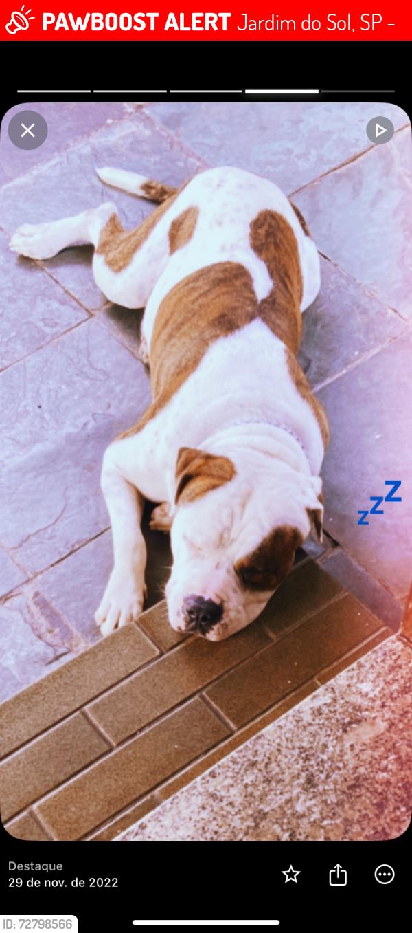 Lost Male Dog last seen Bosque do saber, Jardim do Sol, SP 13343-710