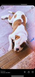 Lost Male Dog last seen Bosque do saber, Jardim do Sol, SP 13343-710