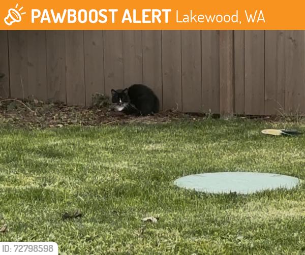 Found/Stray Unknown Cat last seen Vernon Ave and Washington Blvd, Lakewood, WA 98498