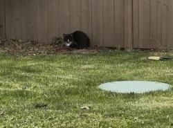 Found/Stray Unknown Cat last seen Vernon Ave and Washington Blvd, Lakewood, WA 98498