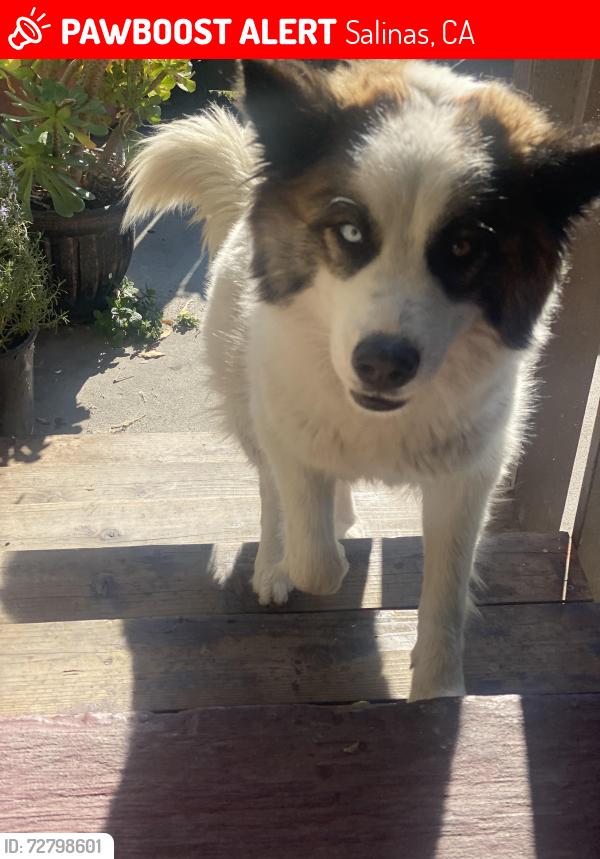 Lost Female Dog last seen Calle cebú , Salinas, CA 93901